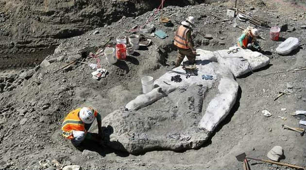 ballena_fosil_arqueología