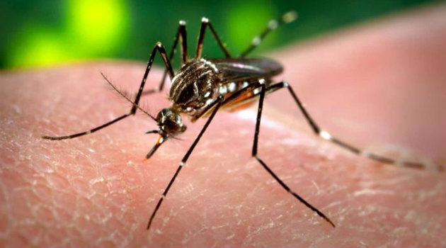Virus_Zika_Epidemia