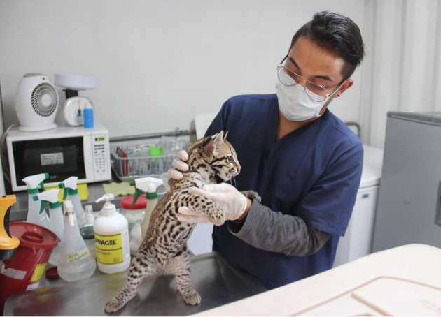 Tigrillo que tenían como mascota en Medellín. 