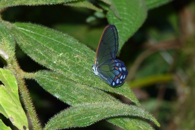 Biodiversidad2