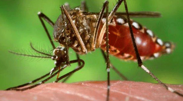 Chikunguña_1_el_palpitar