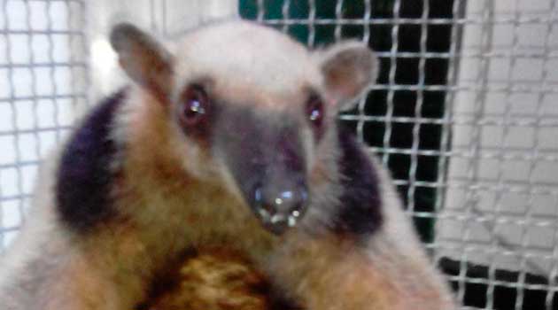 tamandua_traficodeanimales_elpalpitar1