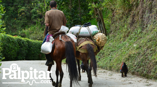 campesino_elpalpitar4