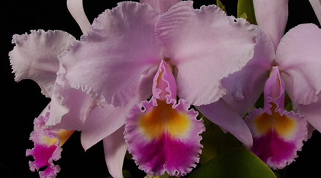 Colombia es el país con mayor variedad de orquídeas en el mundo |  