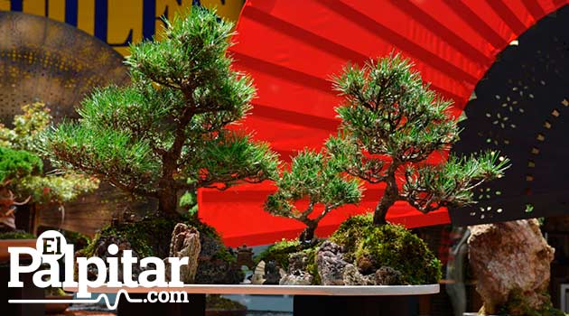 Exposicion de bonsai galeria1.