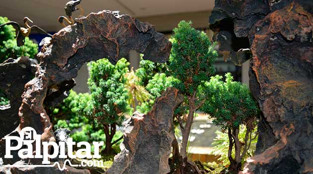 Exposicion-de-bonsai-galeria2