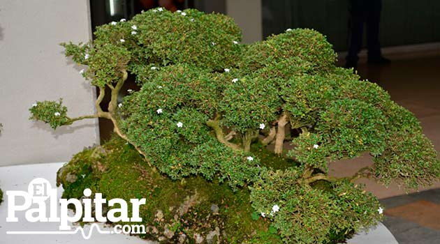 Exposicion-de-bonsai-galeria3