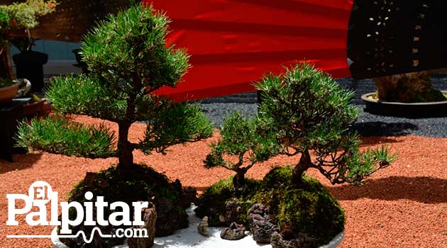 Exposicion-de-bonsai-galeria4