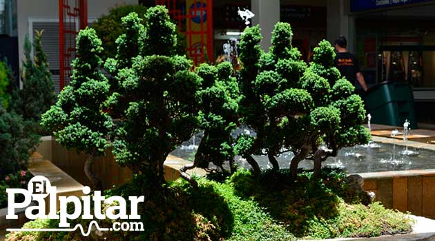 Exposicion-de-bonsai-galeria6