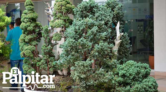 Exposicion-de-bonsai-galeria8