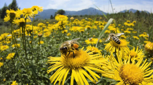 abeja_investigadores