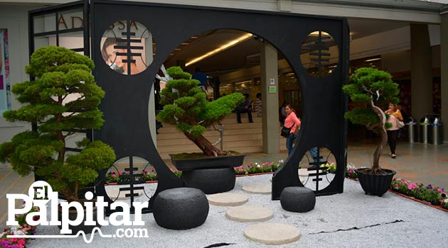 exposicion-de-bonsai-galeria5