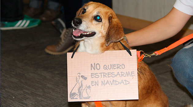 huellaton_perro_campaña
