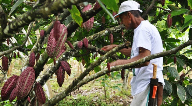 Cacao_Agrofuturo