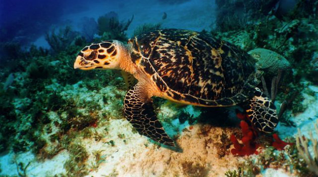 Foto: Cortesía. Tortuga Carey liberada en el Parque Nacional Natural Los Corales.