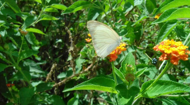 mariposa_juan_del_corral_museo1