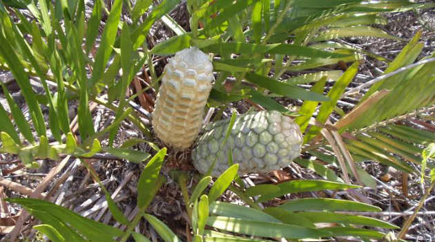 zamia_planta_cícada