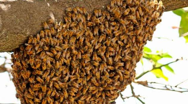 abejas-africanas