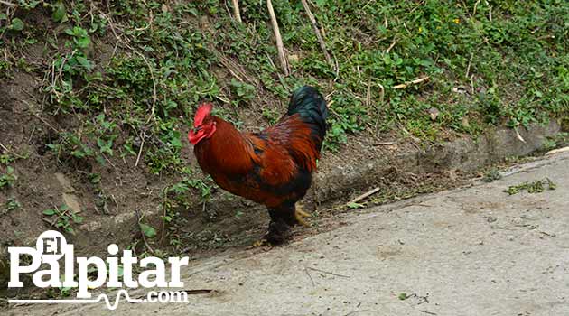 gallina-pollo