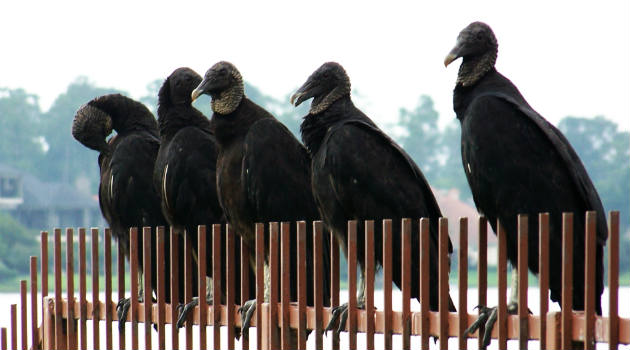 gallinazos_aves1