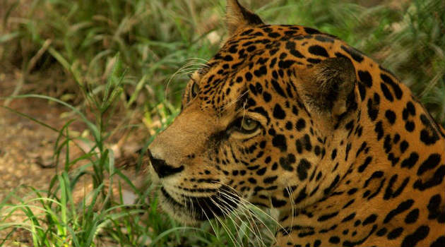 jaguar_zoológico