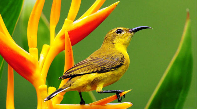 pajaro_colorido_aves