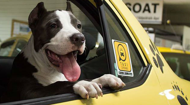 taxi_perro_transporte