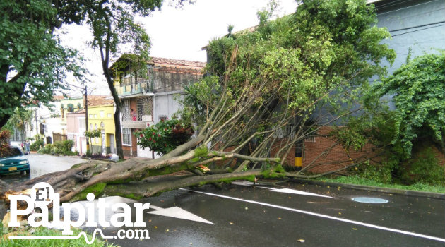 arbol_caido_prado