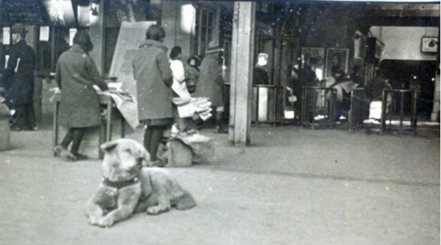 hachiko_perro_akita