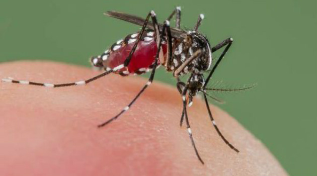 Mosquito_Dengue