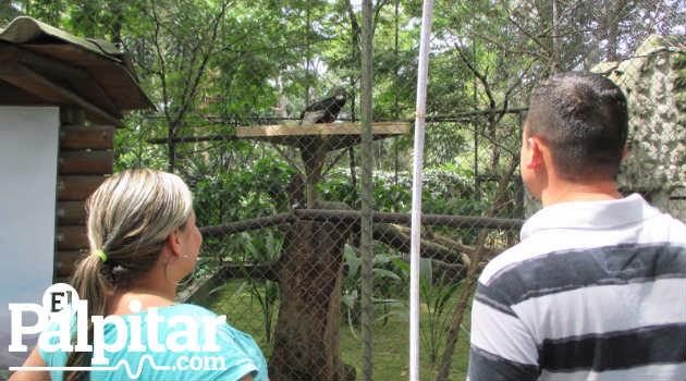 condor_andino_chileno_zoológico_aves2