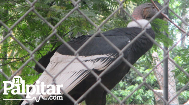 condor_andino_chileno_zoológico_aves3