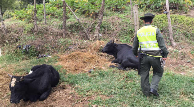 vacas_maltrato_toros_policia