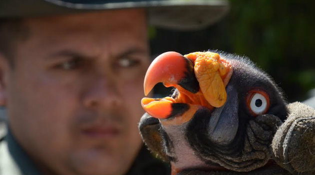 gallinazo_real_policia_condor