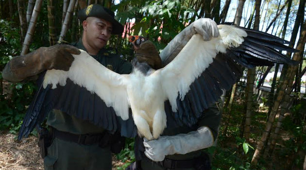 gallinazo_real_policia_condor2