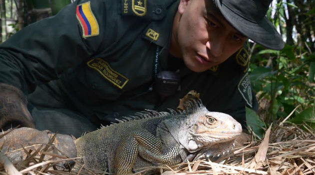 iguana_policia