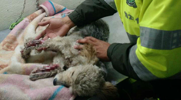 maltrato_animal_perro_bogotá