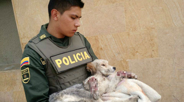 maltrato_animal_perro_bogotá3