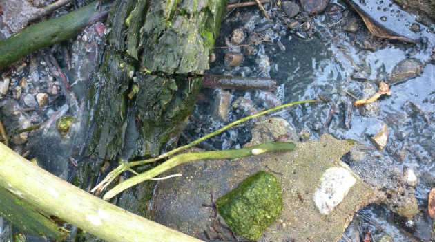 rio_contaminación_aguas_negras_alejandría3