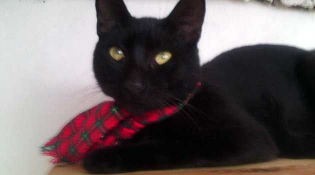 gato_cosmo_adopción