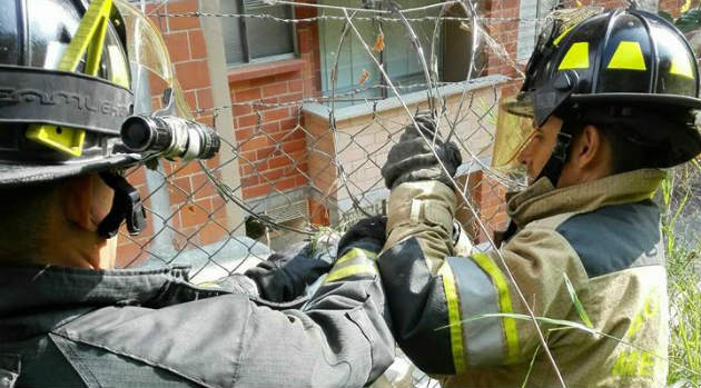 zarigueya_rescate_bomberos2