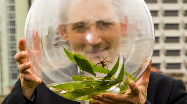 araña_brian