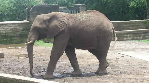 elefante_zimbawe_napoles