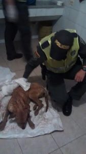 rescate_perro_san_antonio_prado