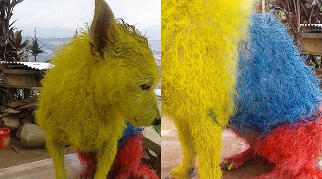 perro_pintura_colombia