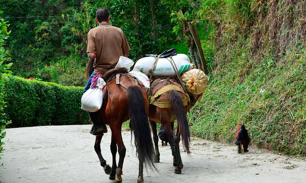 Campesino_Liborina_Paz_El_Palpitar