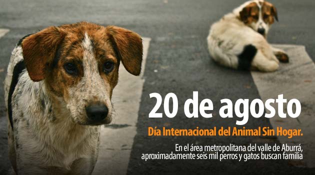 Dia_Animal_Sin_Hogar_Opinion_El_Palpitar