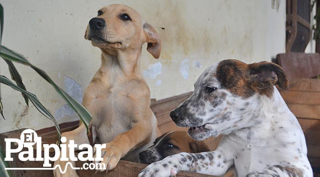 angeles_perros_gatos_fundacion12