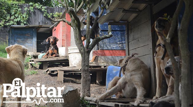 angeles_perros_gatos_fundacion6