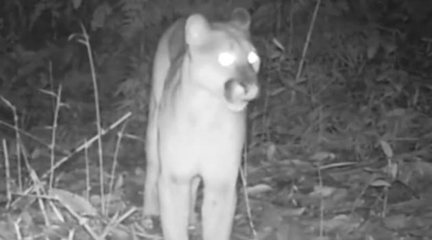 puma_cámara_envigado